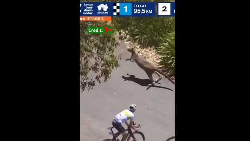 Un kangourou perturbe la derniere etape du Tour Down Under le 25 01 2026 2222992